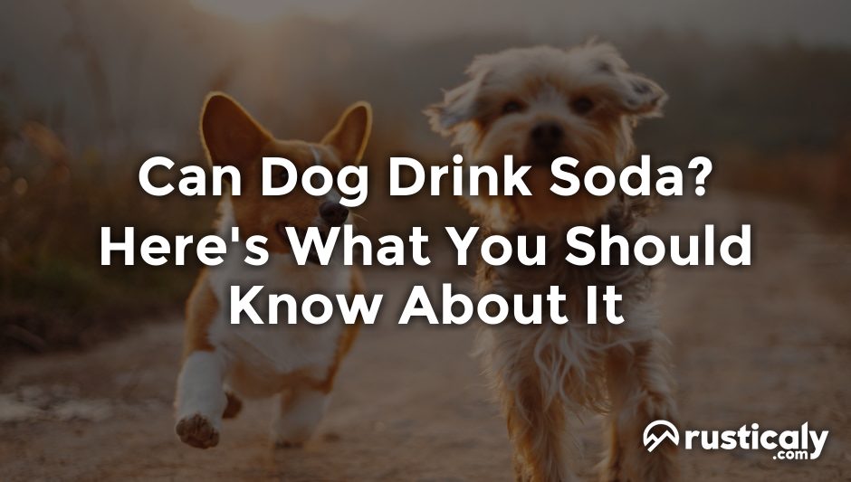 can dog drink soda
