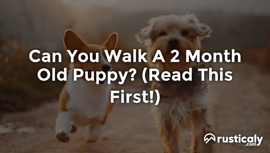can you walk a 2 month old puppy