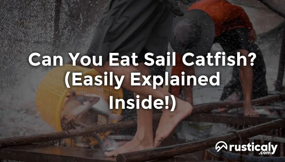 can you eat sail catfish