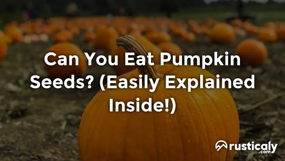 can you eat pumpkin seeds