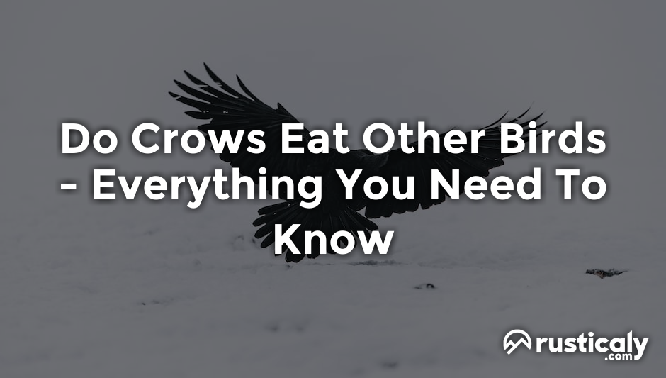do crows eat other birds