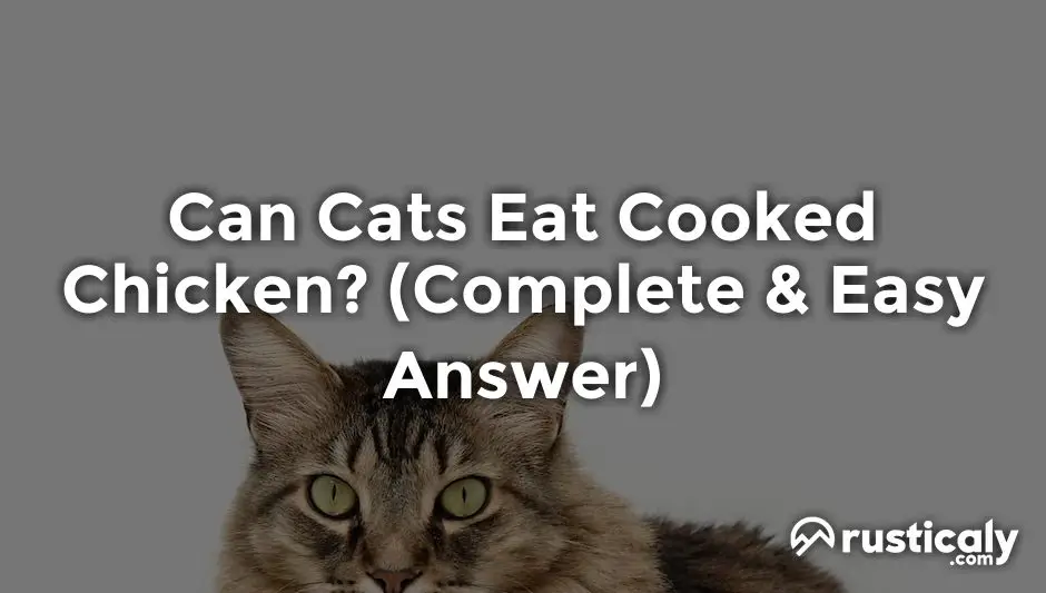 can cats eat cooked chicken