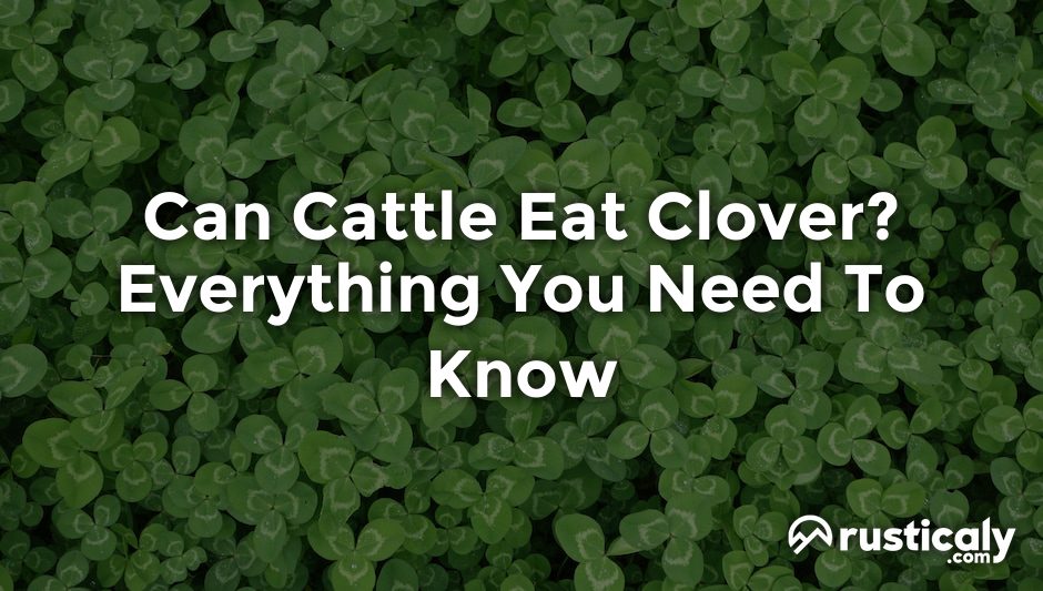 can cattle eat clover
