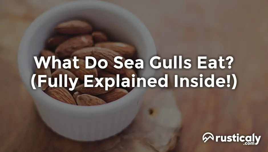 what do sea gulls eat