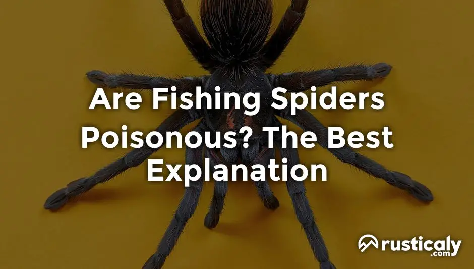 are-fishing-spiders-poisonous-the-best-explanation