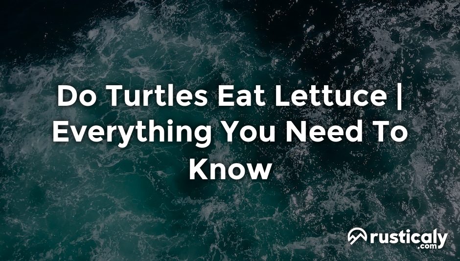 do turtles eat lettuce
