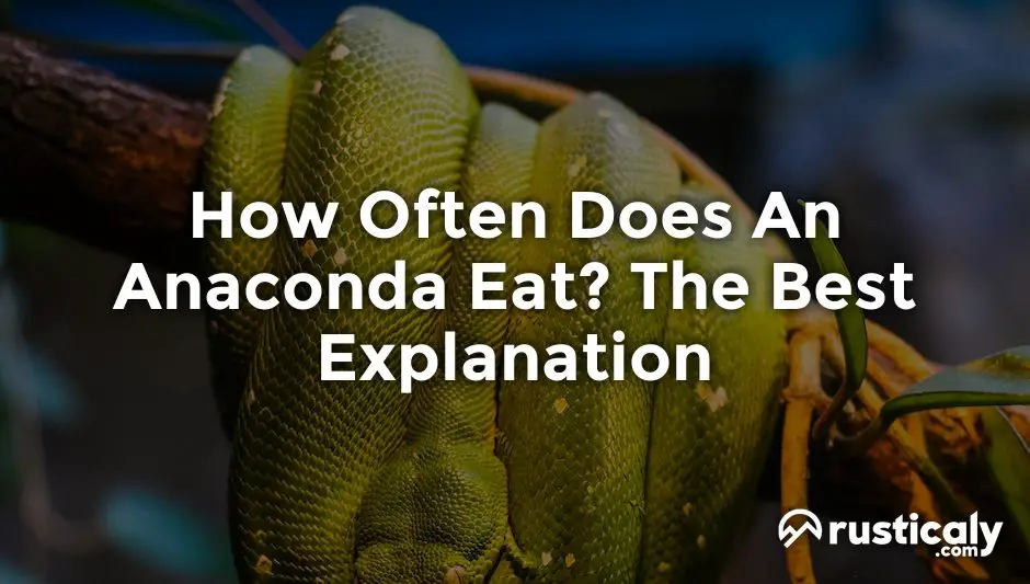 how often does an anaconda eat