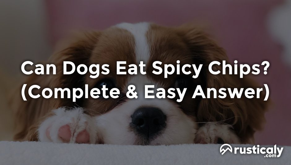 can dogs eat spicy chips