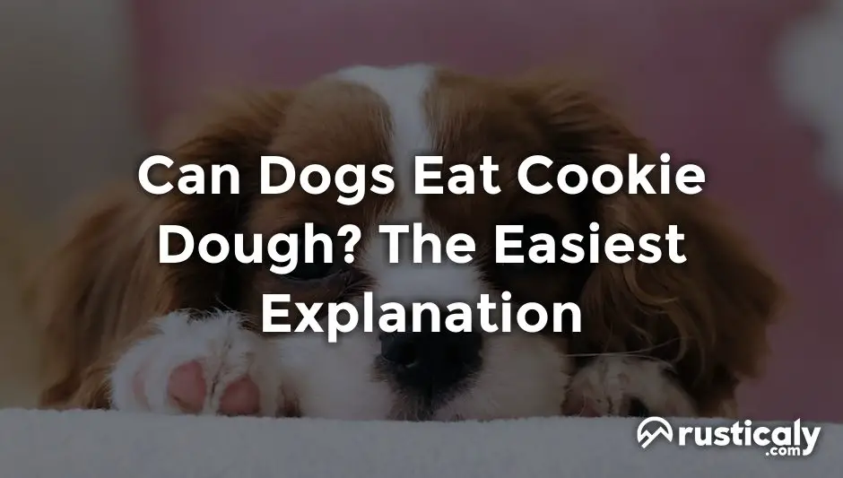 can dogs eat cookie dough