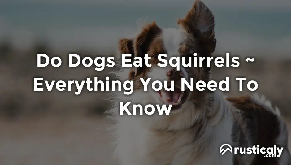 do dogs eat squirrels