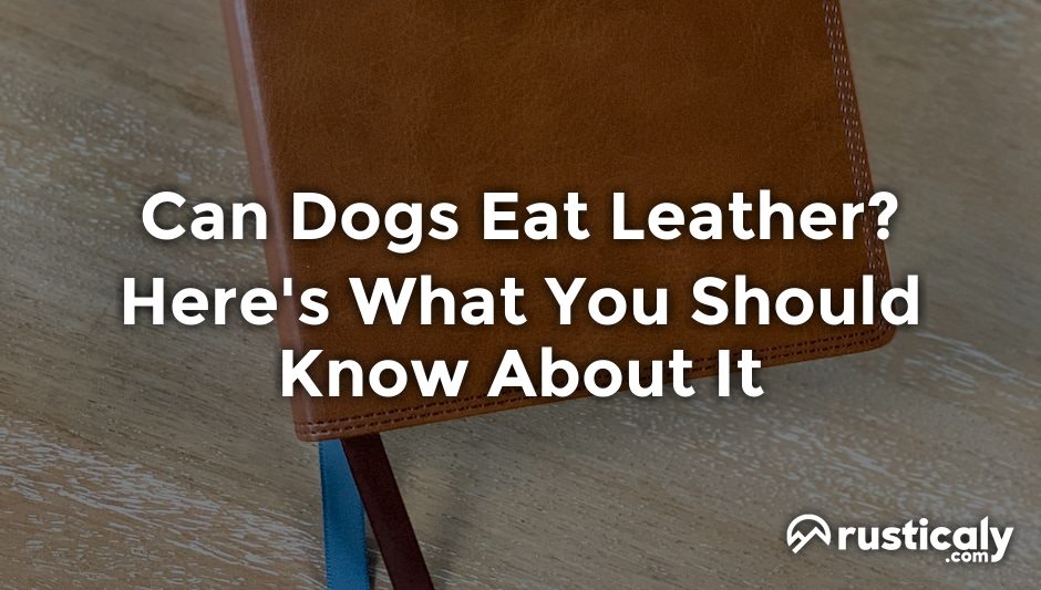 can dogs eat leather