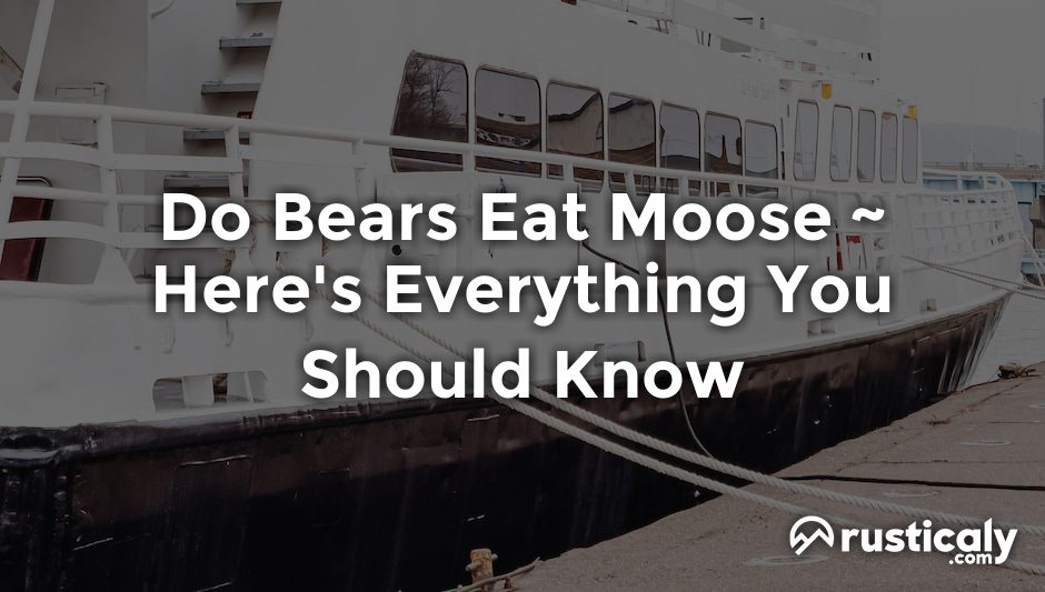 do bears eat moose