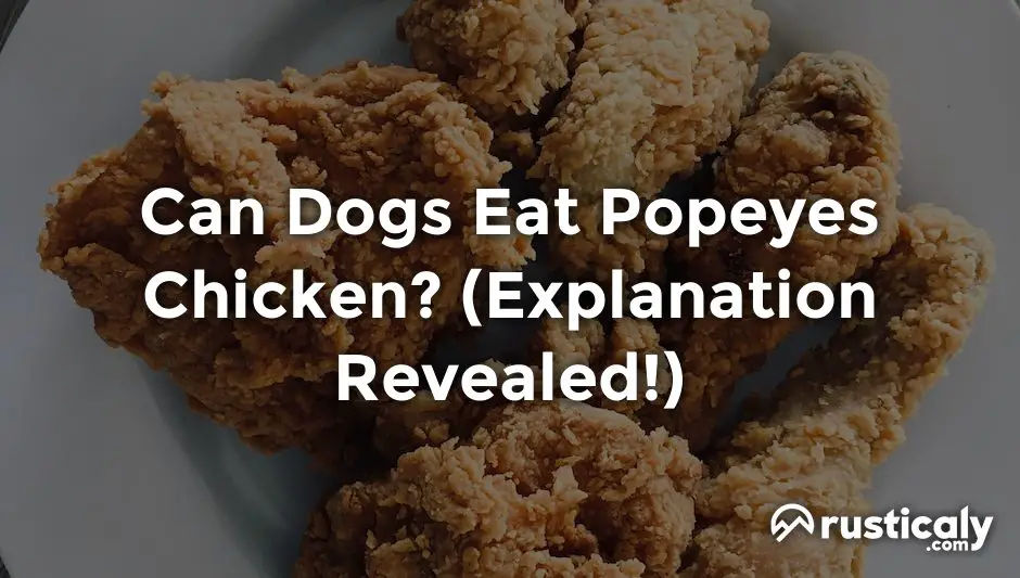 can dogs eat popeyes chicken