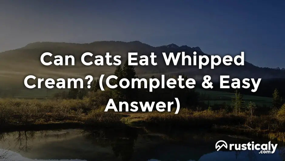 Can Cats Eat Whipped Cream? (Easily Explained Inside!)