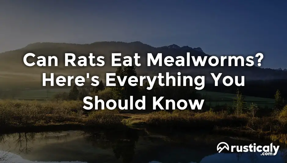 can rats eat mealworms