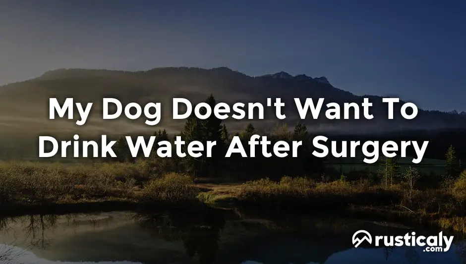 my dog doesn't want to drink water after surgery