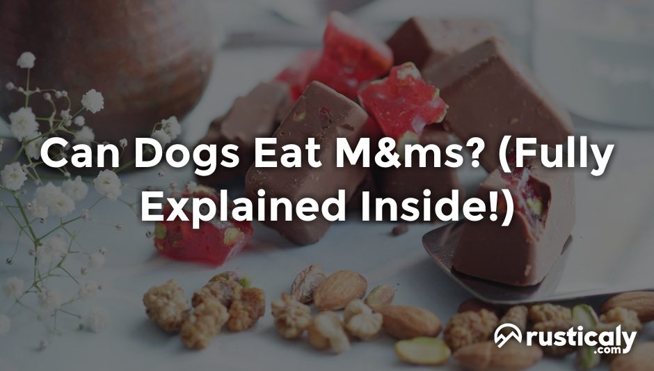 can dogs eat m&ms
