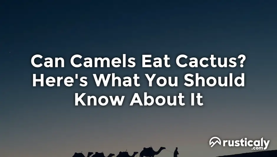 can camels eat cactus