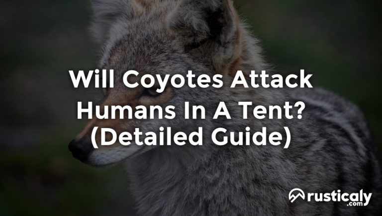 will coyotes attack humans in a tent