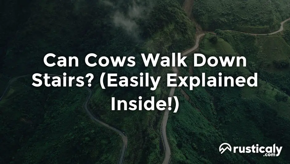 can cows walk down stairs