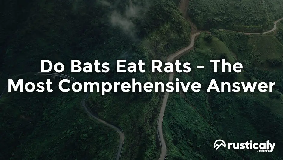 do bats eat rats