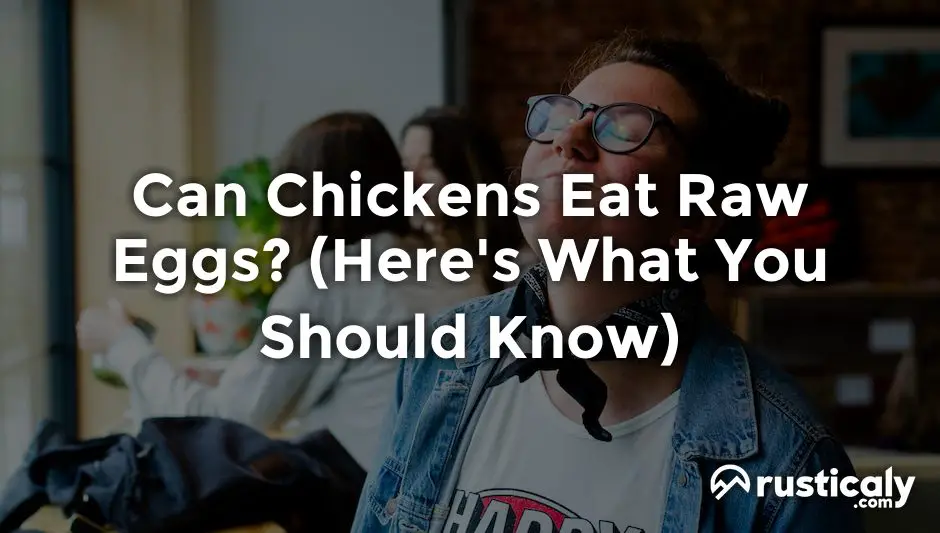 can chickens eat raw eggs