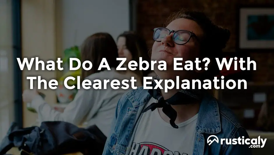 what do a zebra eat