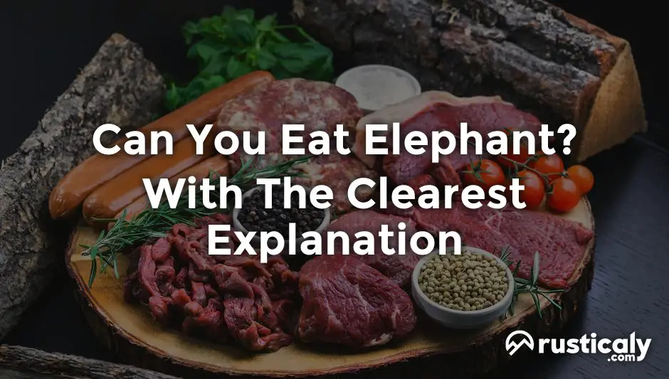 can you eat elephant