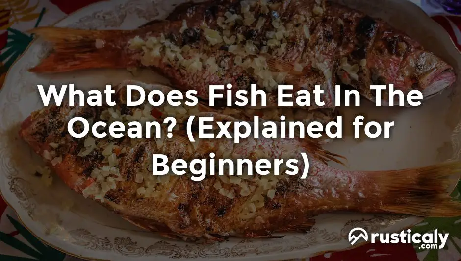 what does fish eat in the ocean