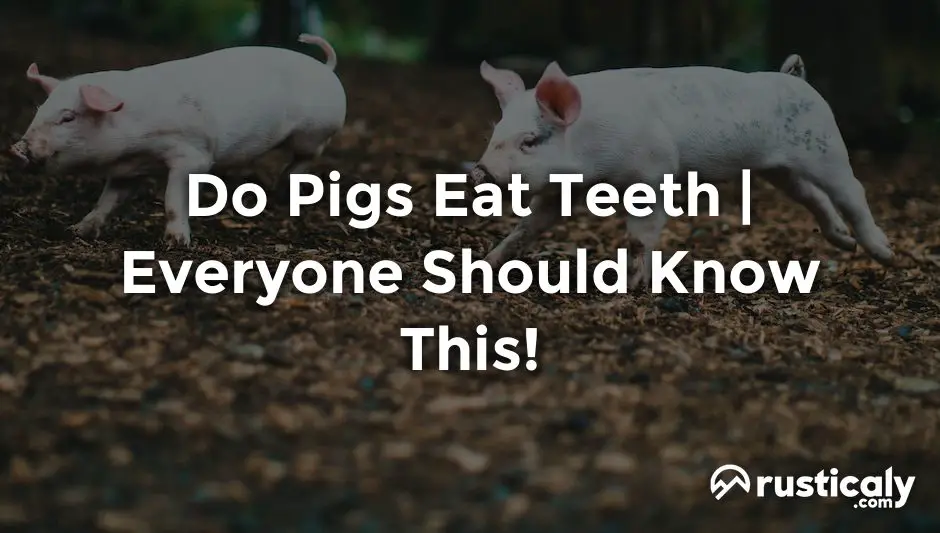 do pigs eat teeth