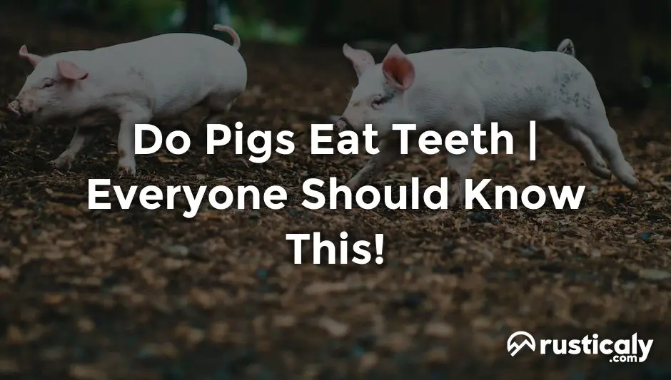 Do Pigs Eat Teeth Everyone Should Know This!