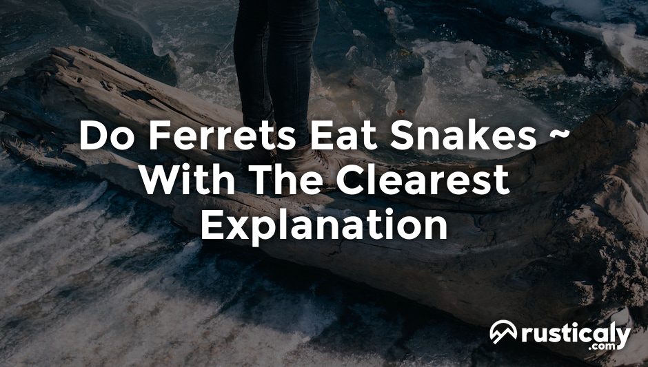 do ferrets eat snakes