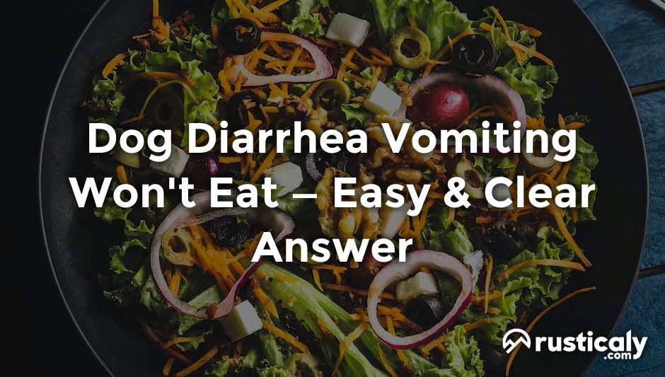 dog diarrhea vomiting won't eat