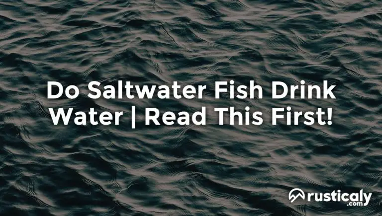 Do Saltwater Fish Drink Water — Easy & Clear Answer