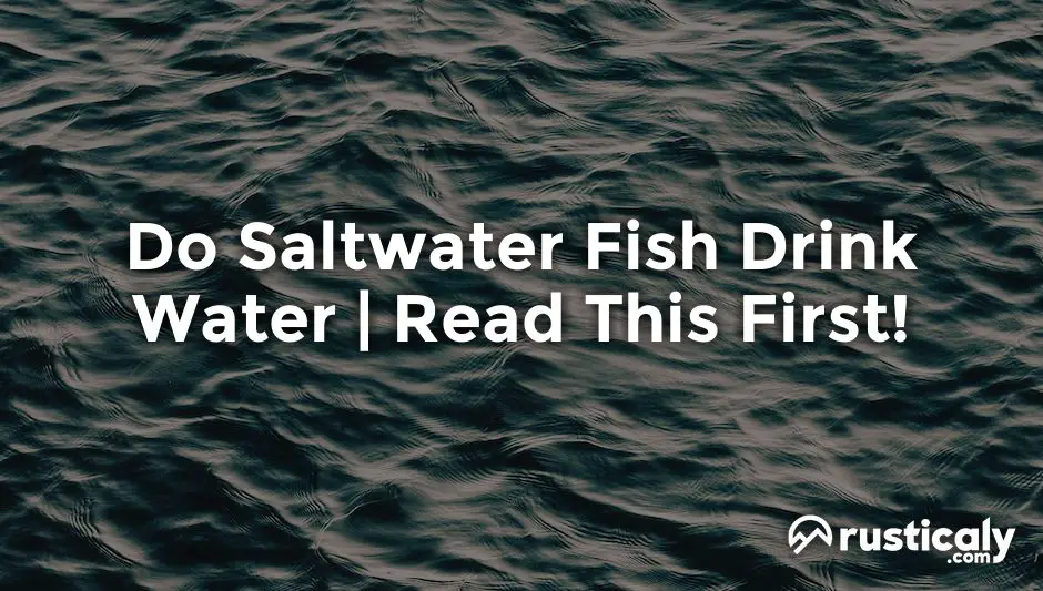 do saltwater fish drink water