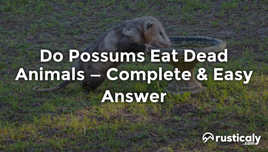 do possums eat dead animals