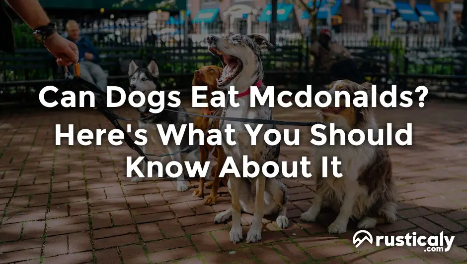 can dogs eat mcdonalds
