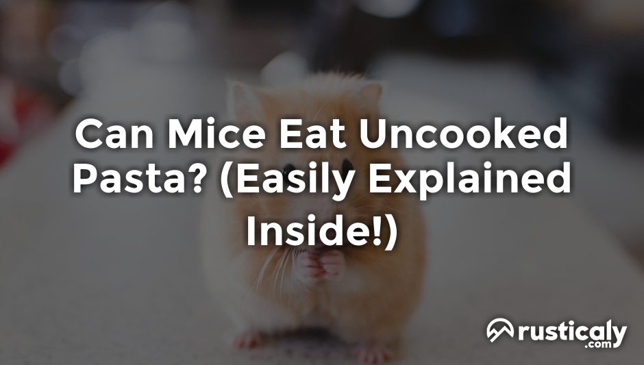 can mice eat uncooked pasta