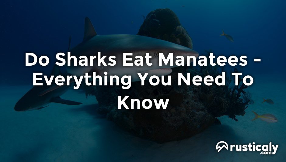 do sharks eat manatees
