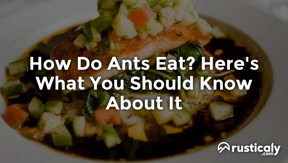 how do ants eat
