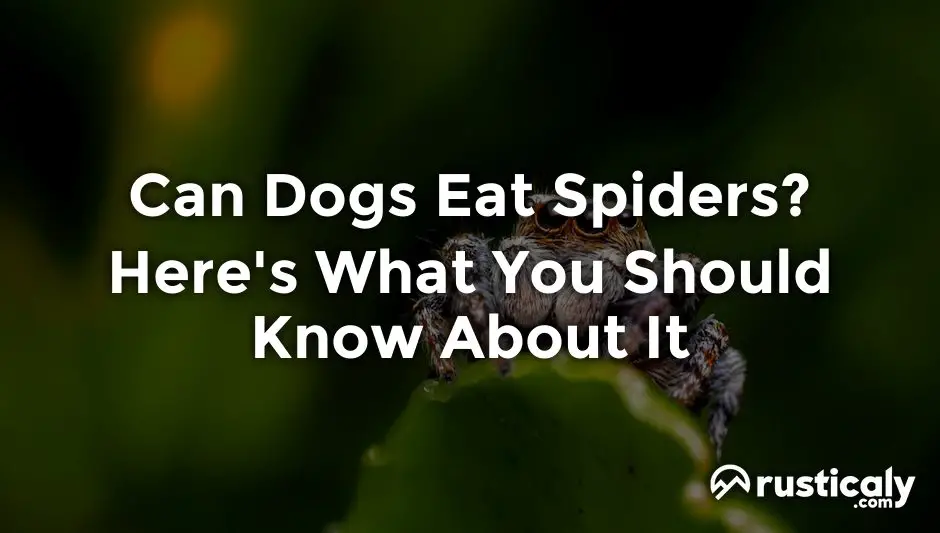can dogs eat spiders