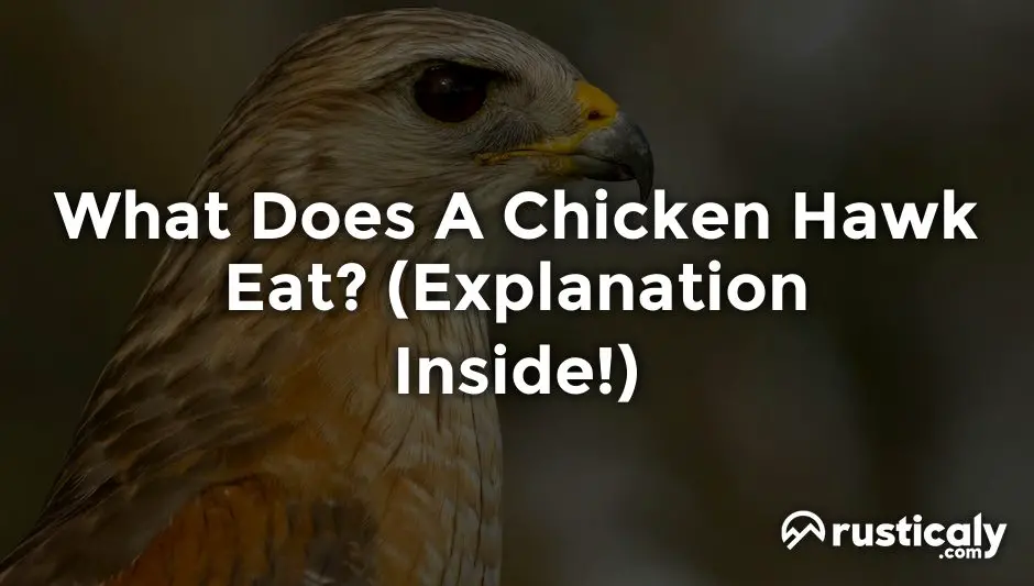 what does a chicken hawk eat