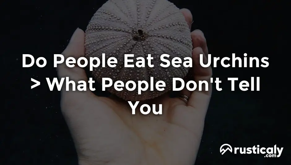 do people eat sea urchins