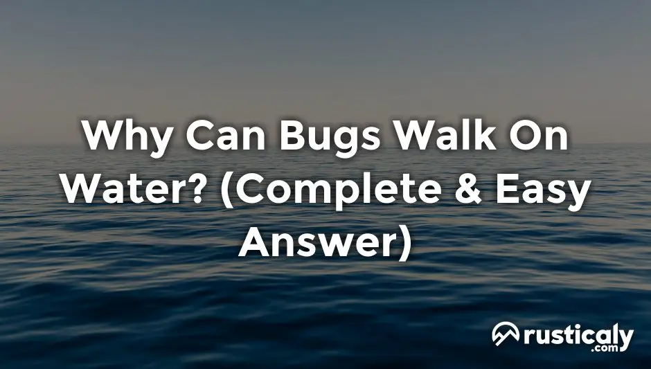 why can bugs walk on water