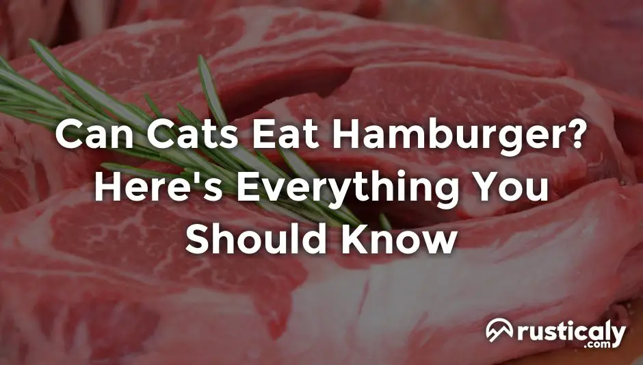 can cats eat hamburger