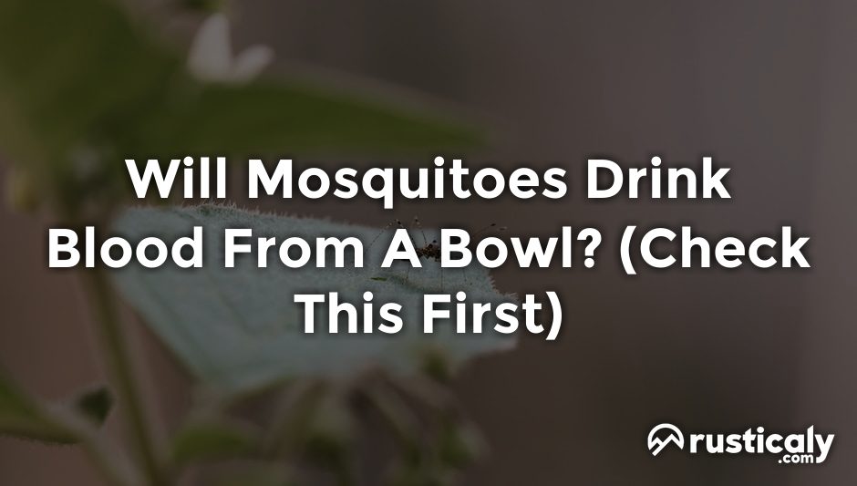 will mosquitoes drink blood from a bowl