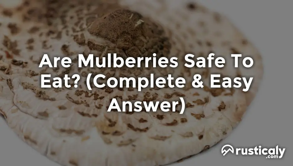 are mulberries safe to eat