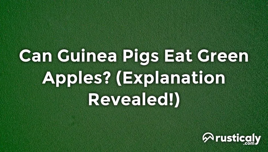can guinea pigs eat green apples