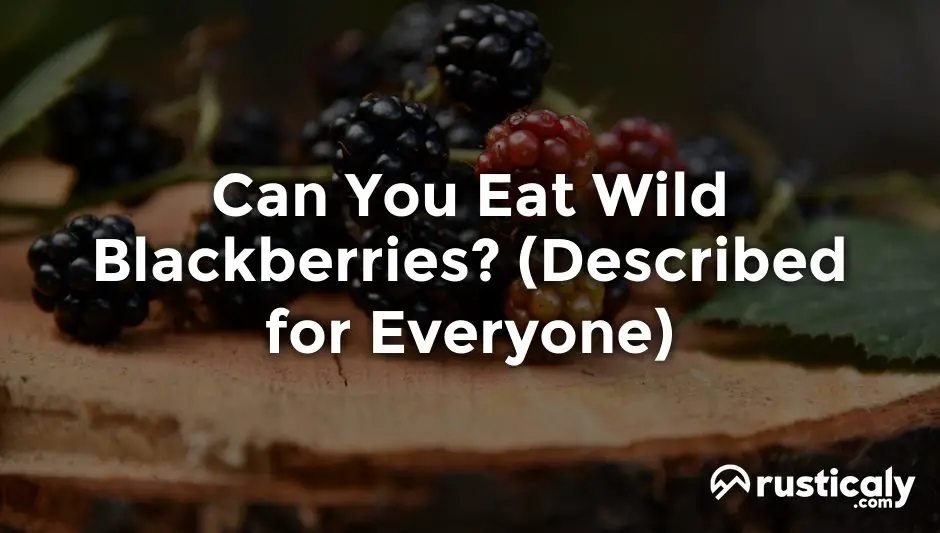can you eat wild blackberries