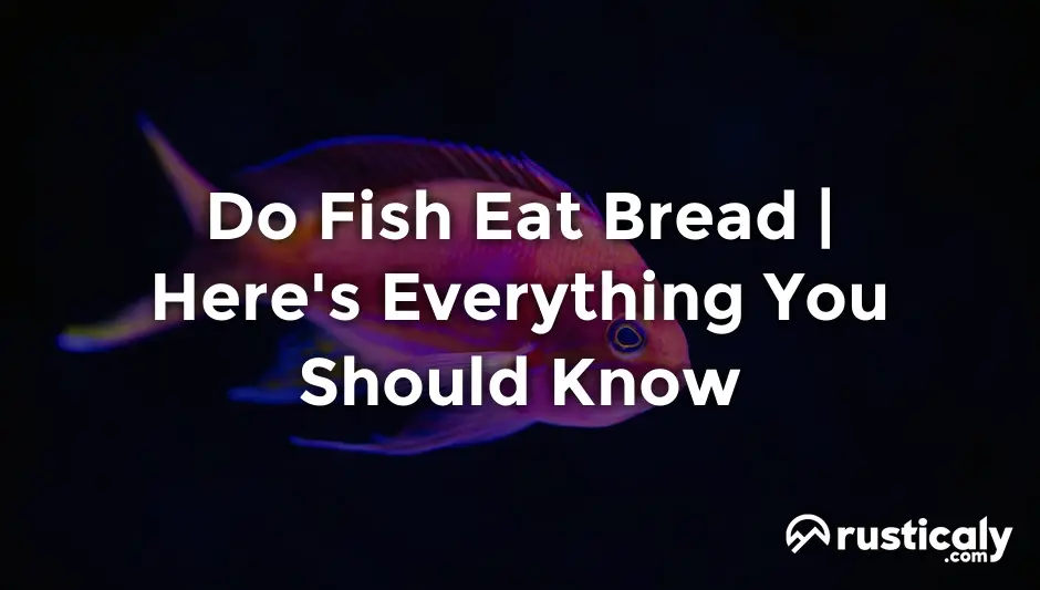 do fish eat bread
